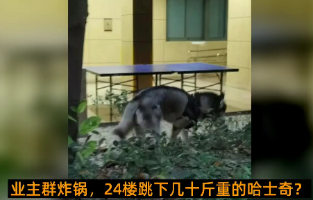 京云<a href=http://m.shengmiao.com.cn/team/ target=_blank class=infotextkey>律師</a>解讀：從天而降的哈士奇，砸傷路人誰擔責？